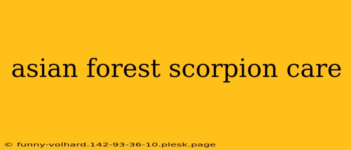 asian forest scorpion care