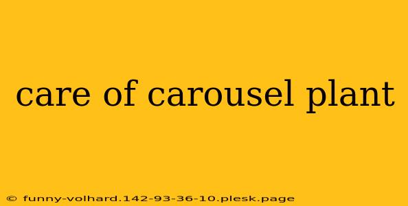 care of carousel plant