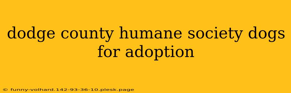 dodge county humane society dogs for adoption