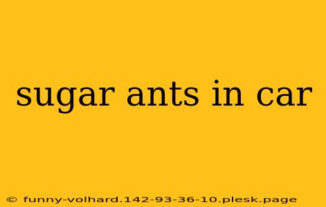 sugar ants in car